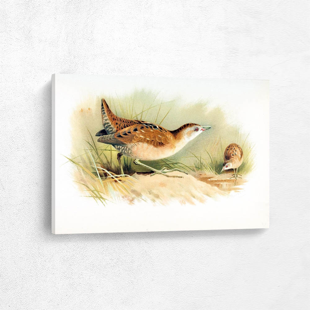 Little Crake 2