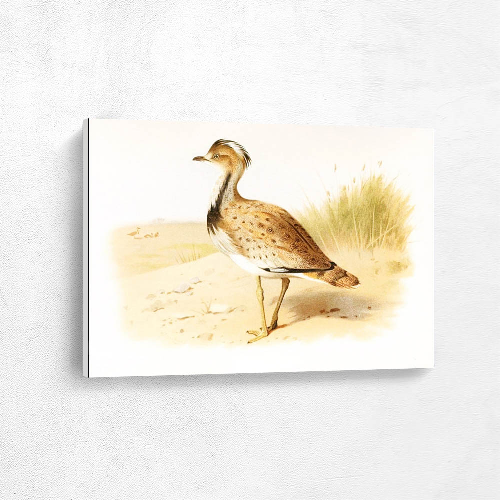Indian Houbara Bustard