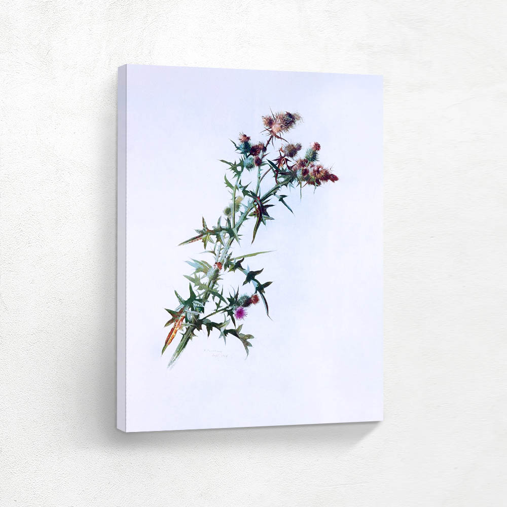 Thistle