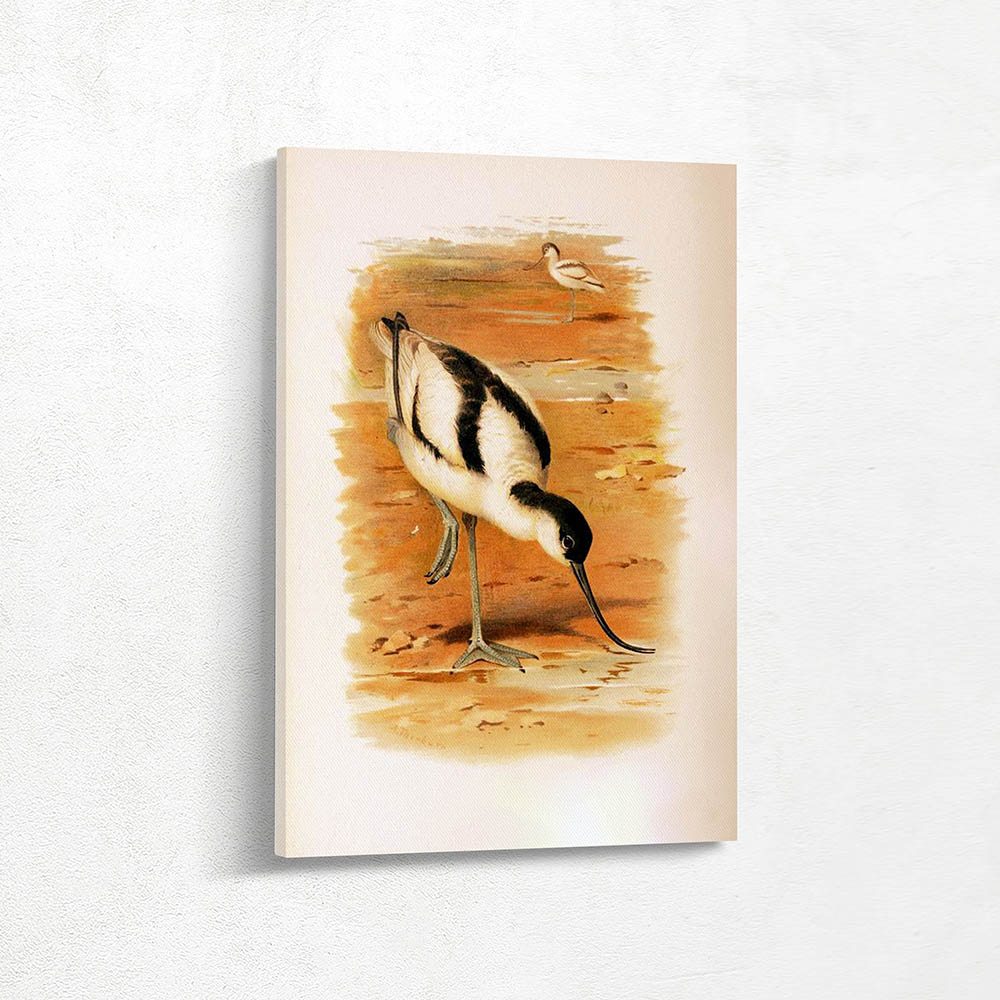 Avocet