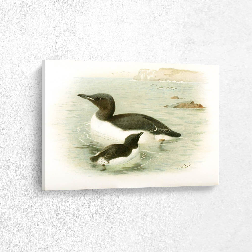 Brunnichs Guillemot