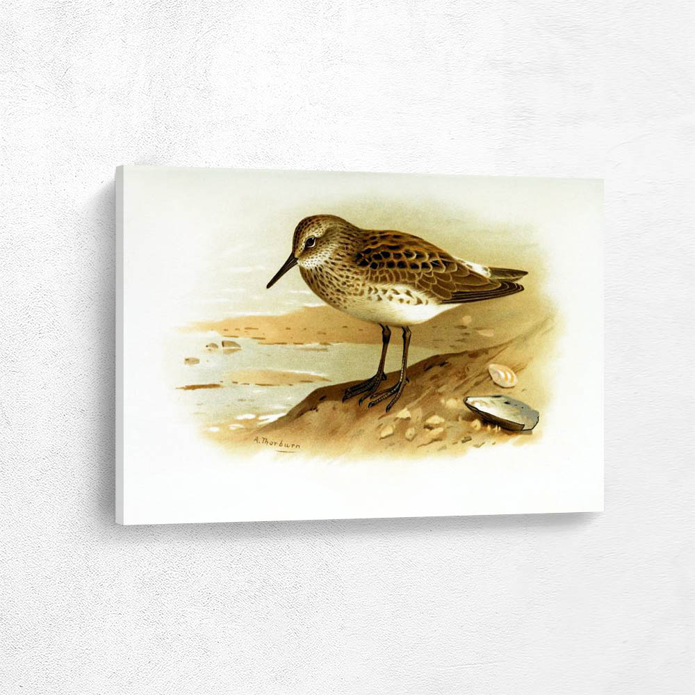 Bonapartes Sandpiper