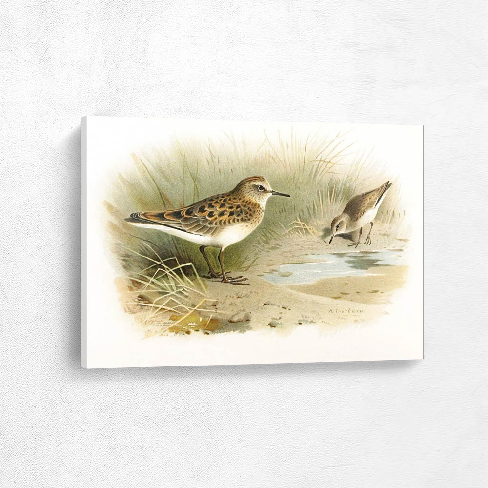 Temmincks Stint