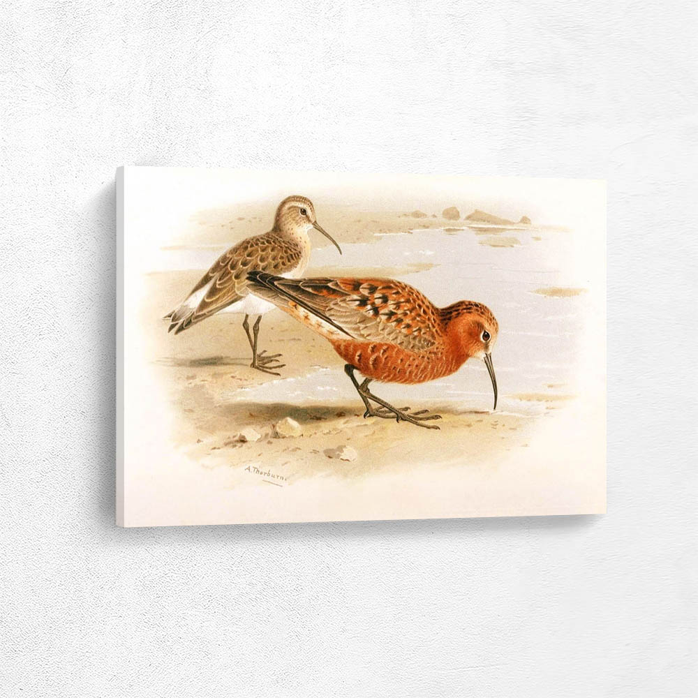 Curlew Sandpiper