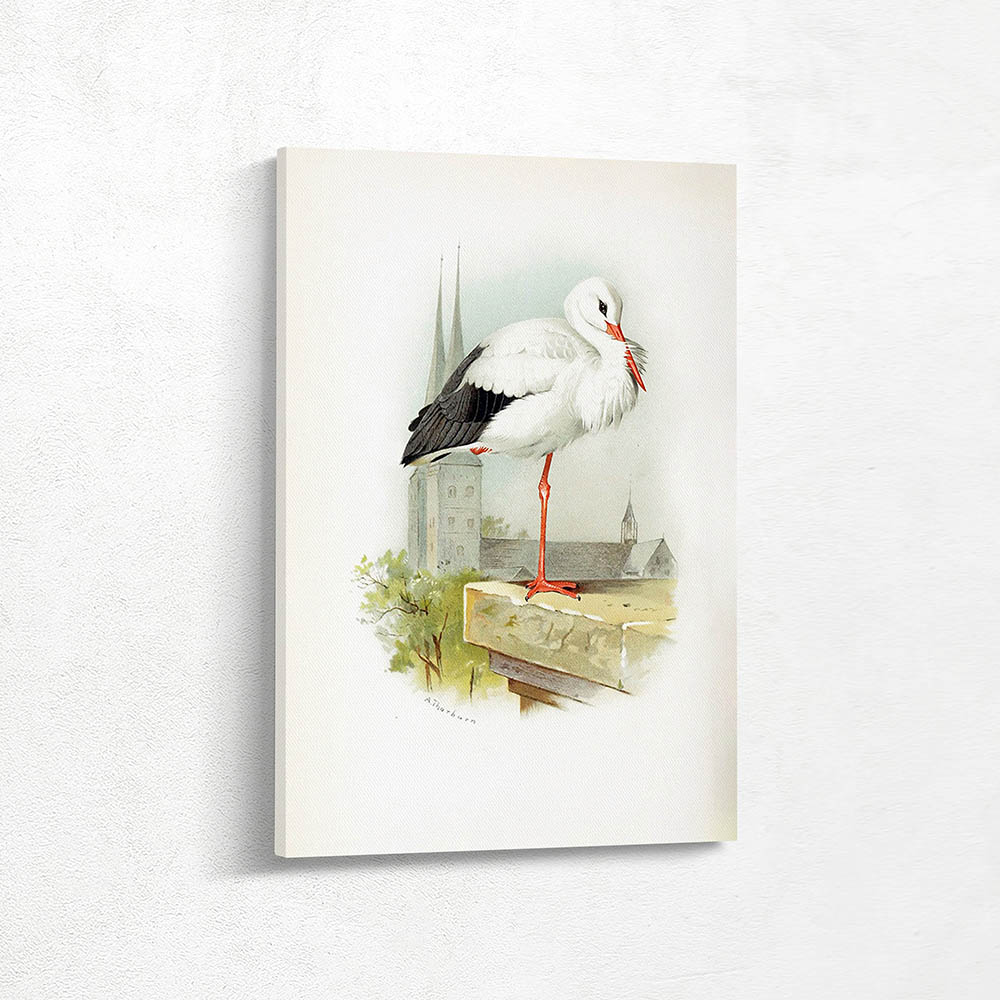 White Stork
