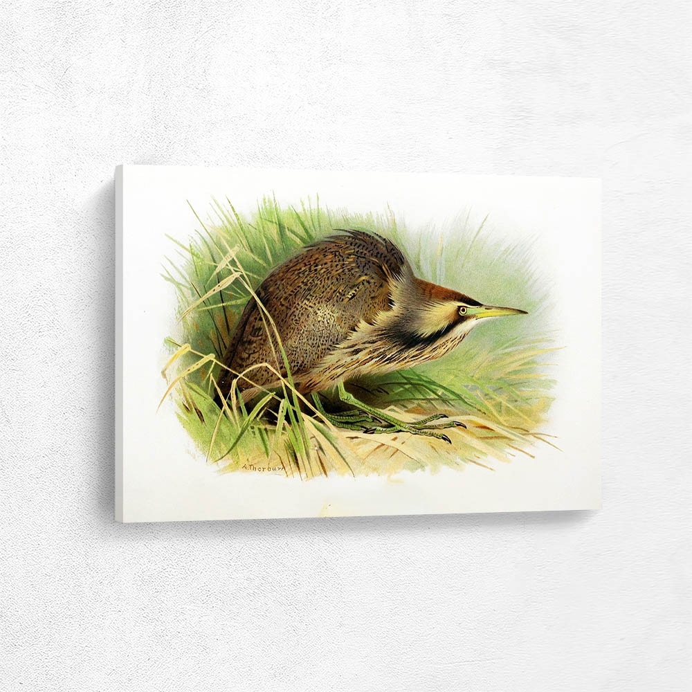 American Bittern