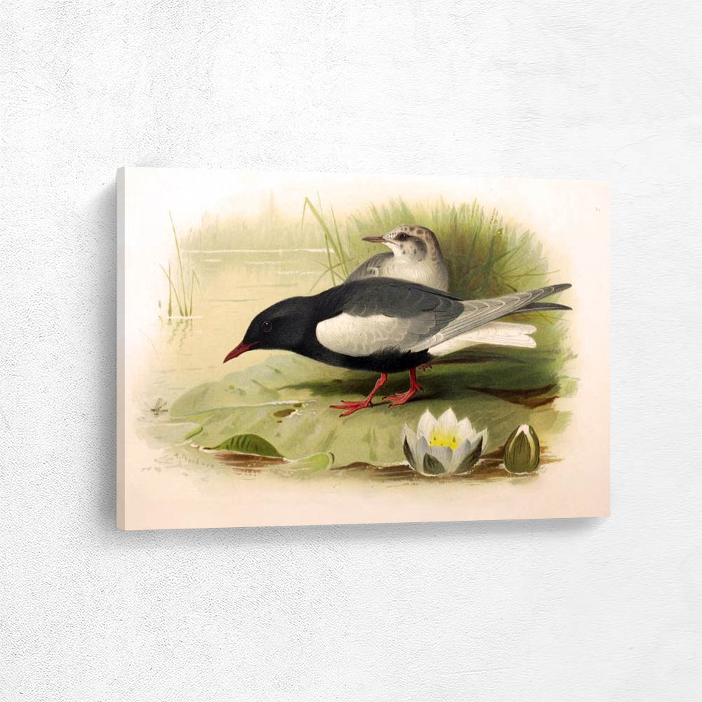 White Winged Black Tern