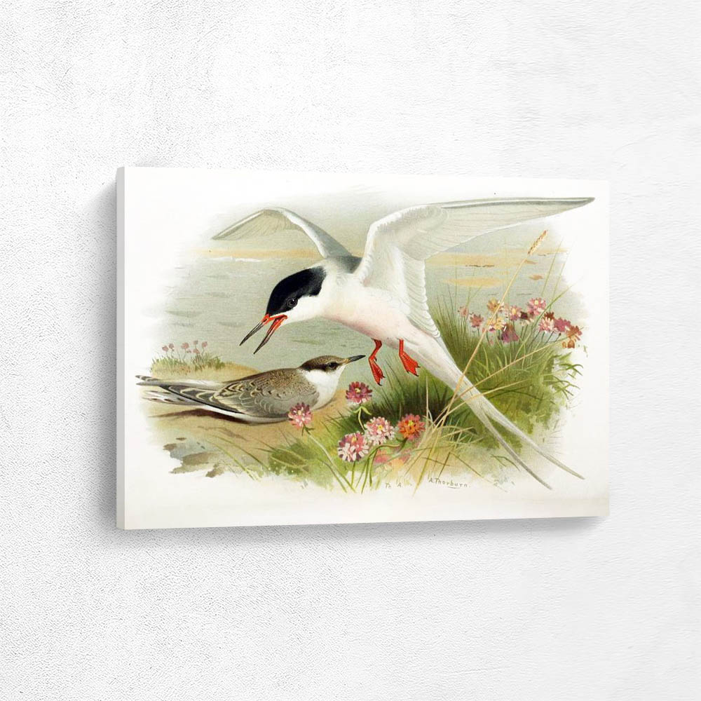 Roseate Tern