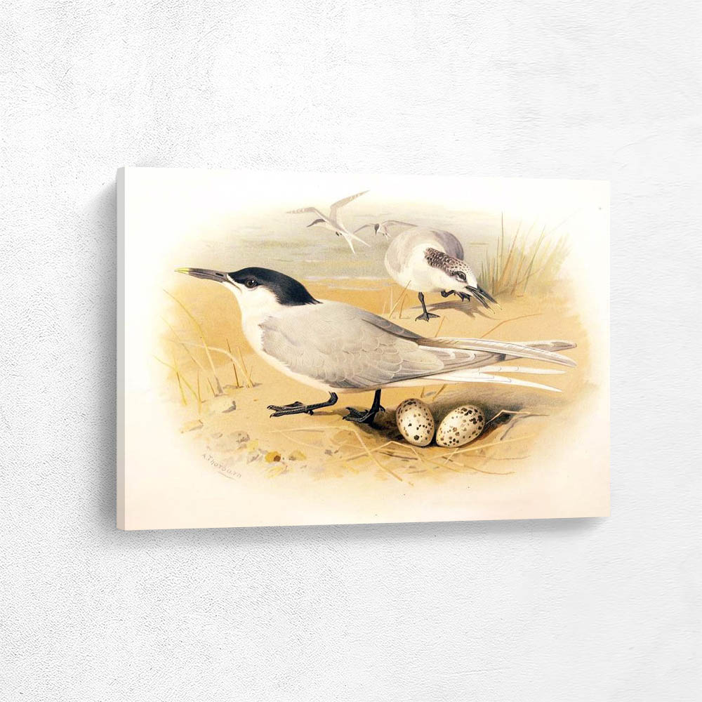 Sandwich Tern