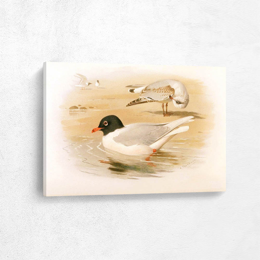 Mediterranean Black Headed Gull