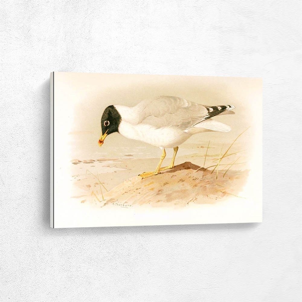 Great Black Headed Gull