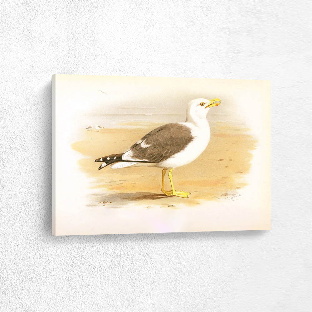 Lesser Black Backed Gull