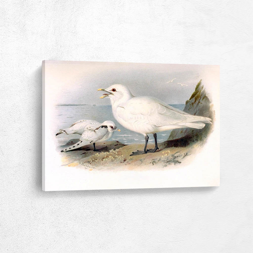 Ivory Gull