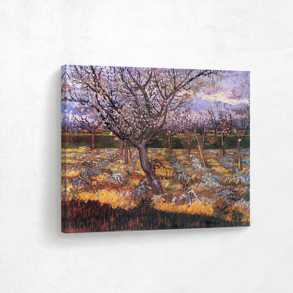 Apricot Trees in Blossom