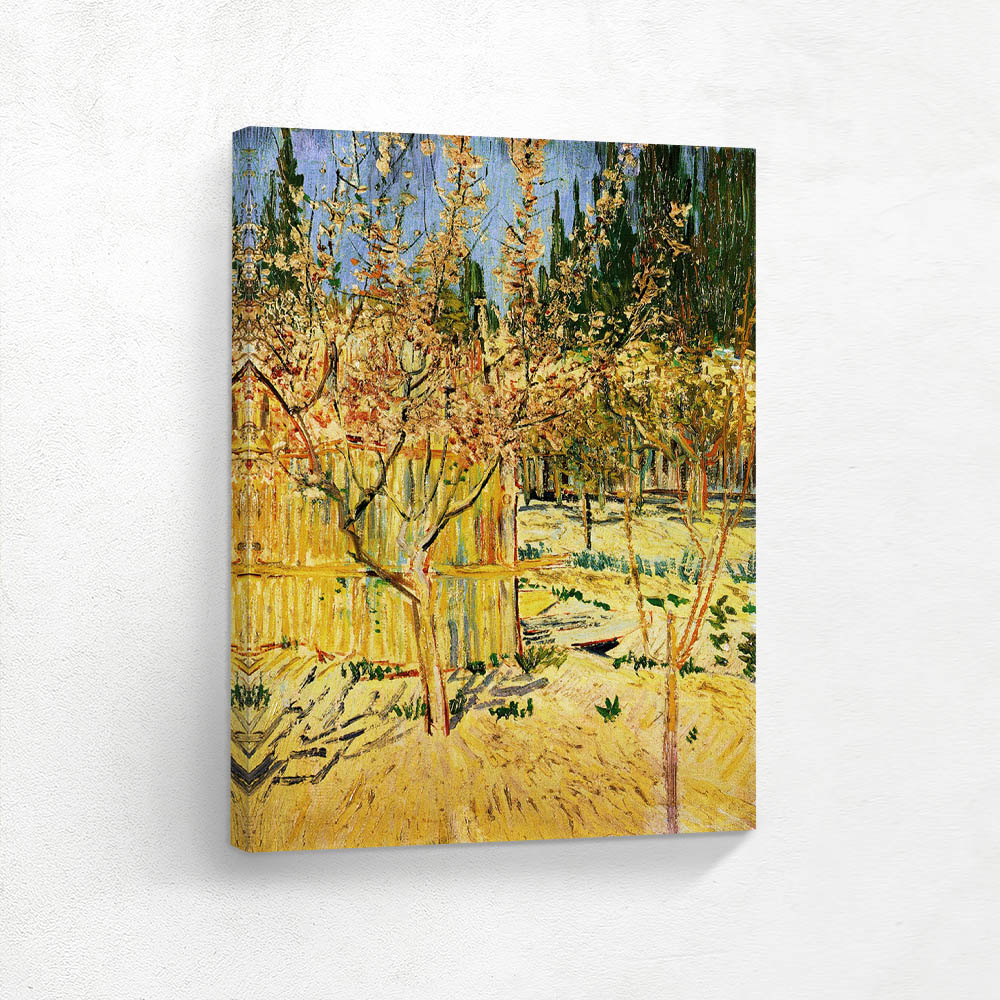 Apricot Trees in Blossom