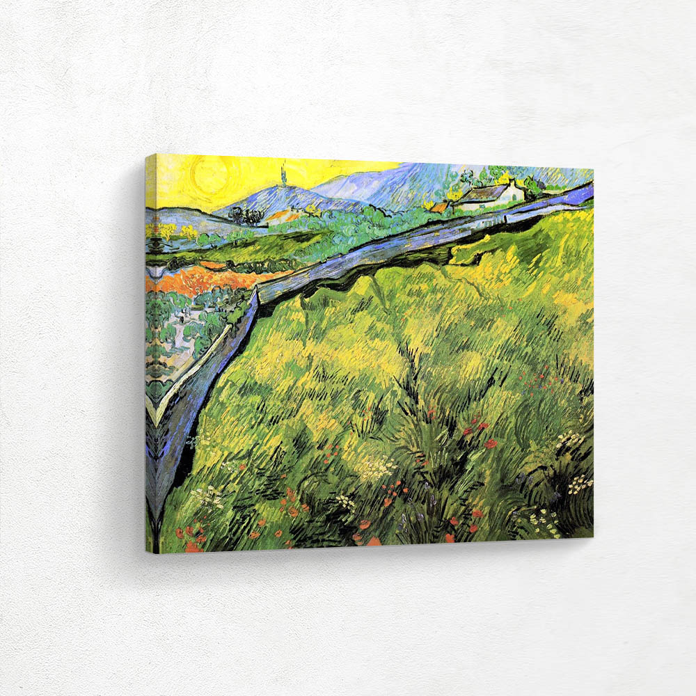 Field of Spring Wheat at Sunrise