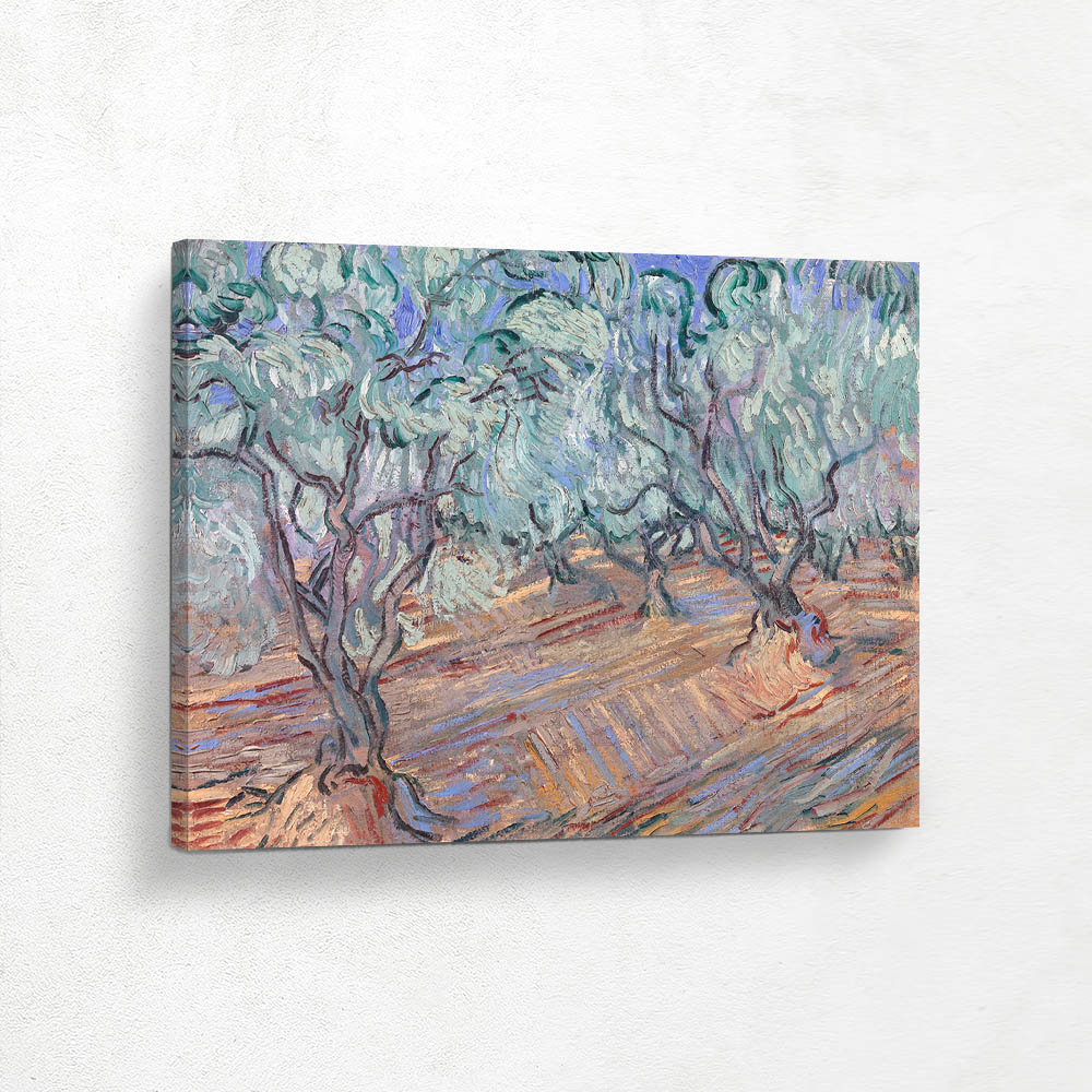 Olive Grove