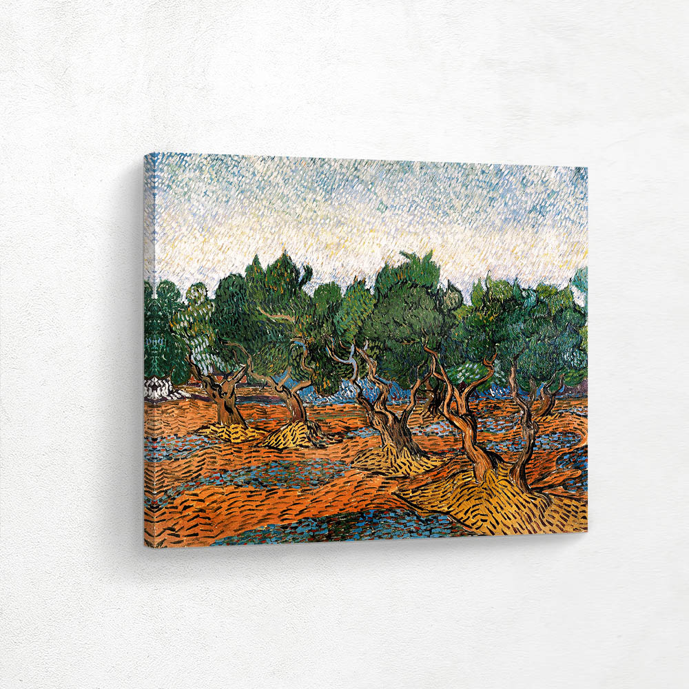Olive Grove