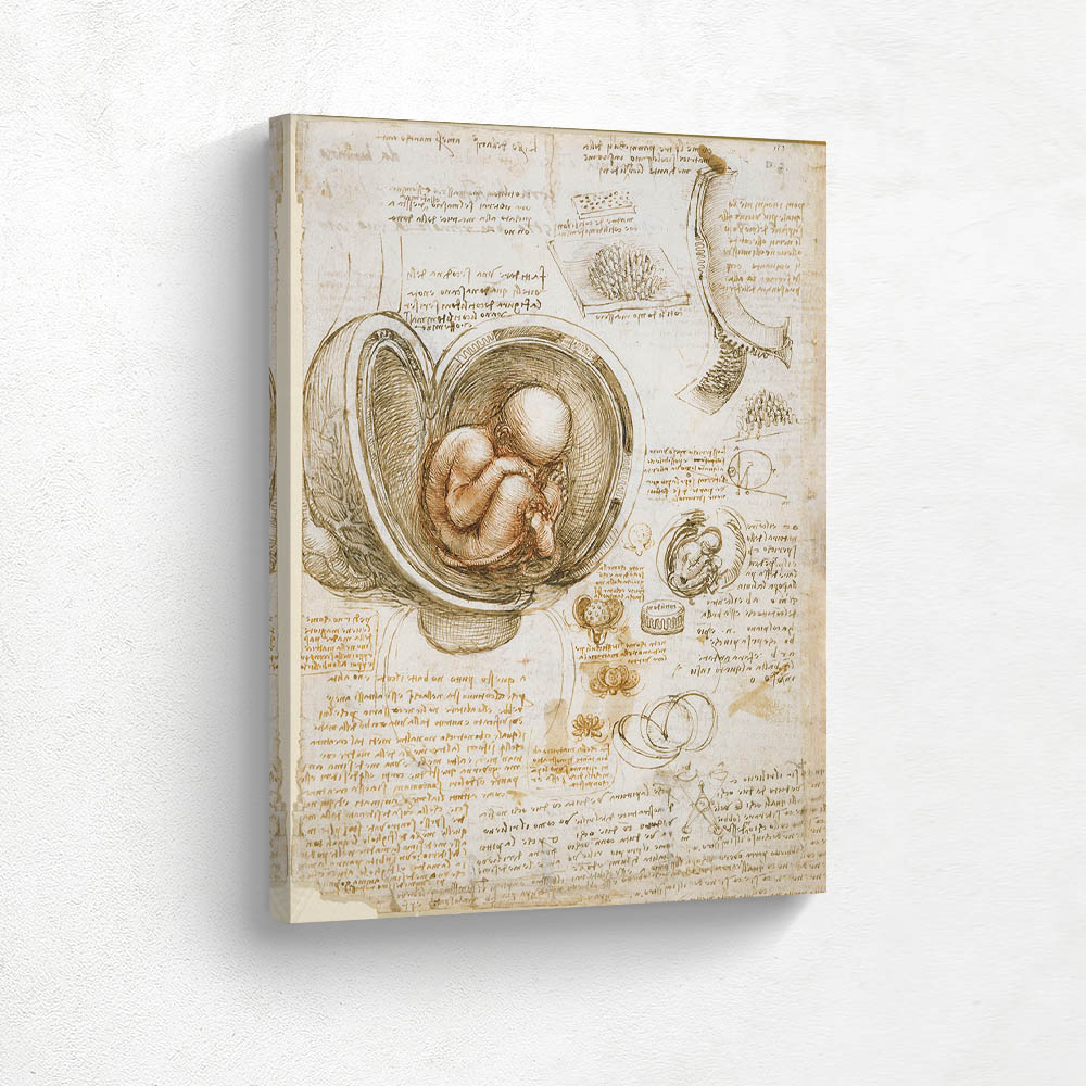 Studies of the Fetus in the Womb