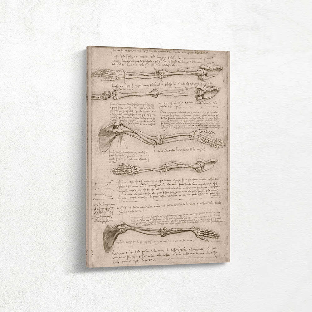 Anatomical Study of the Arm Anatomical Study of the Arm