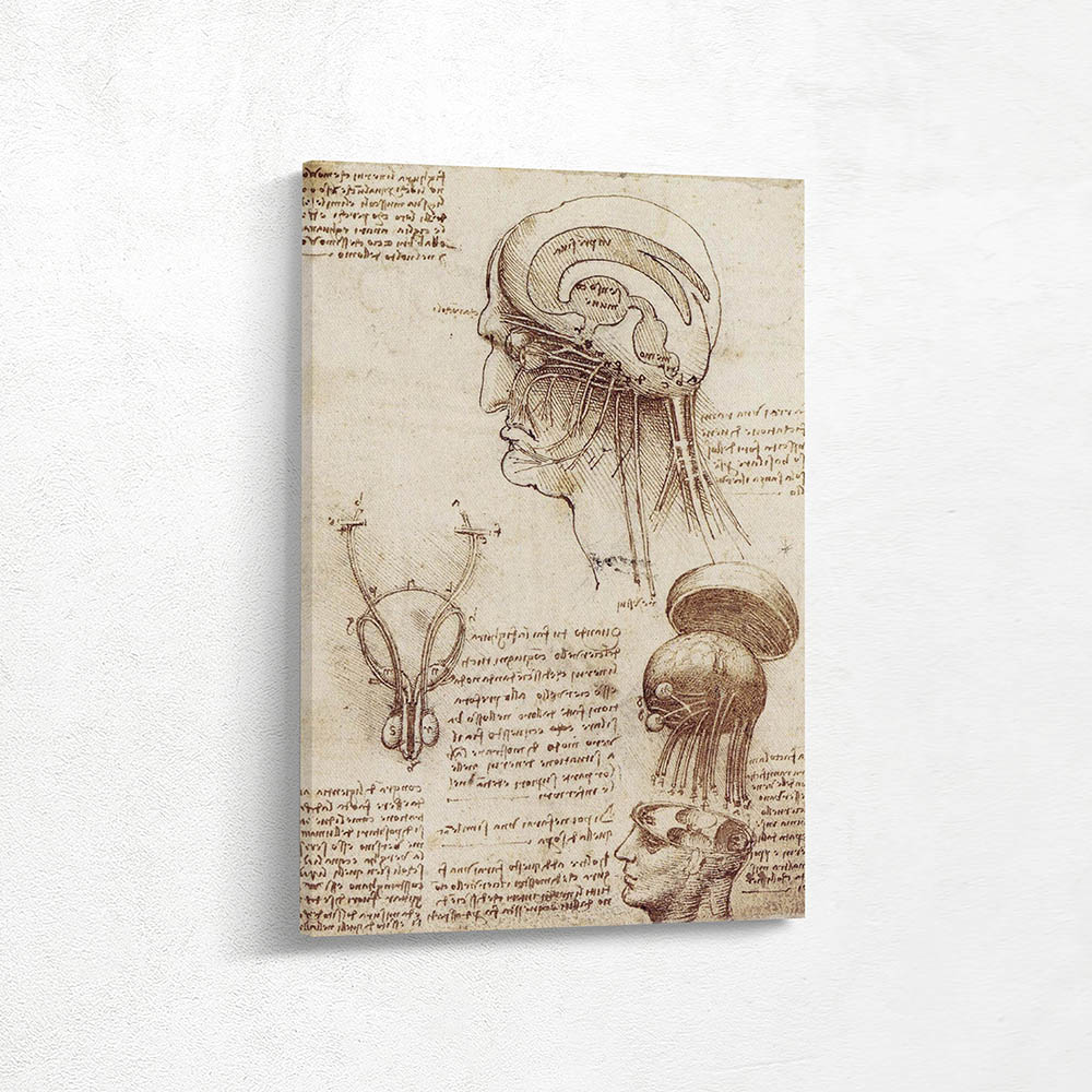 Physiological Sketch of the Human Brain and Skull Physiological Sketch of the Human Brain and Skull