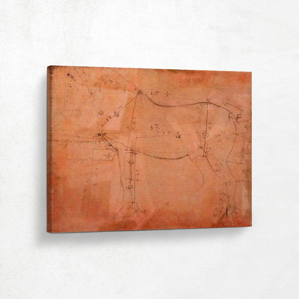 Study of the Proportions of a Horse