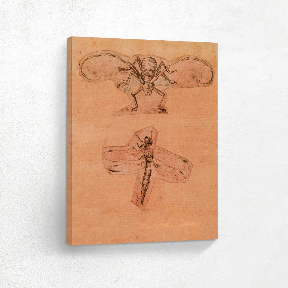 Study of Insect