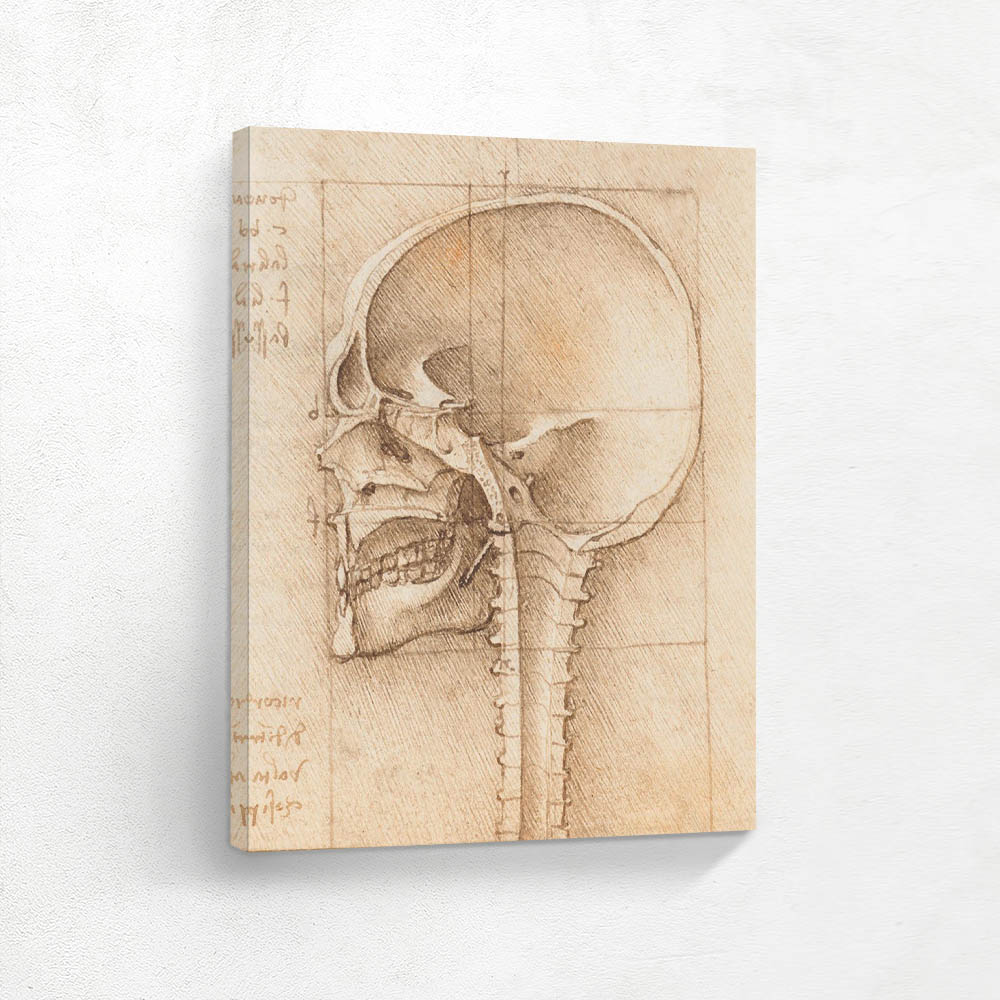 View of a Skull
