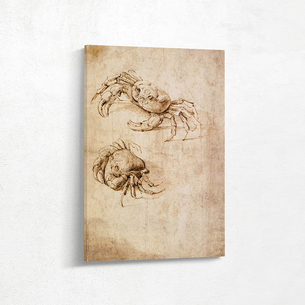 Studies of Crabs