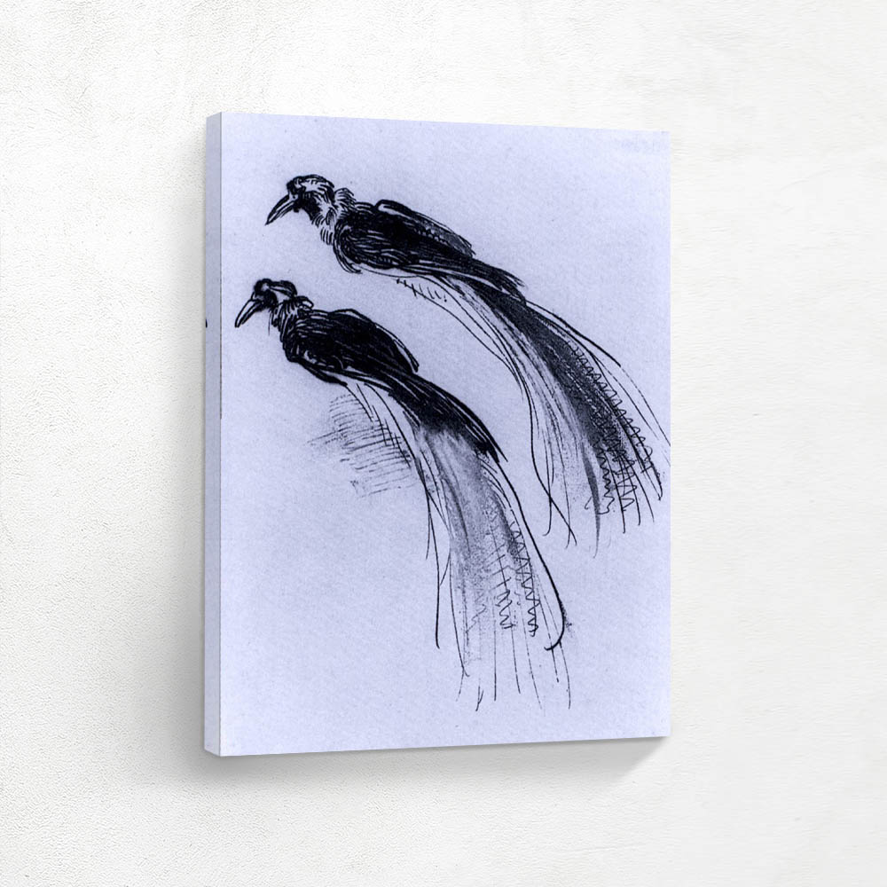 Two Studies of a Bird of Paradise