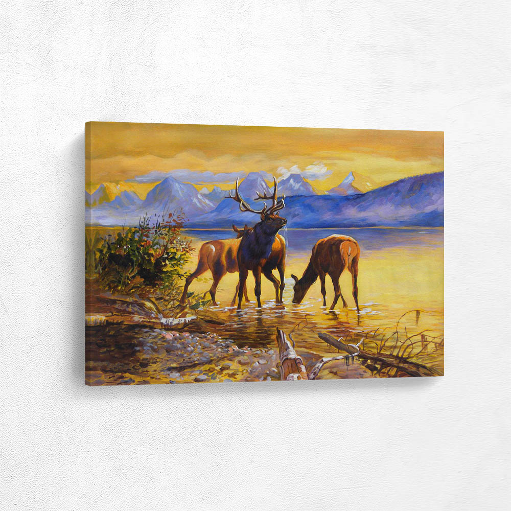 Elk in Lake McDonald