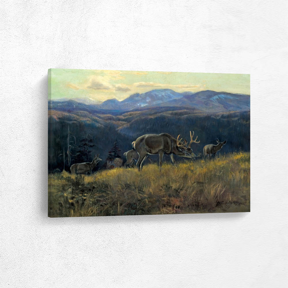 Black Tail Deer – Buffalo Days