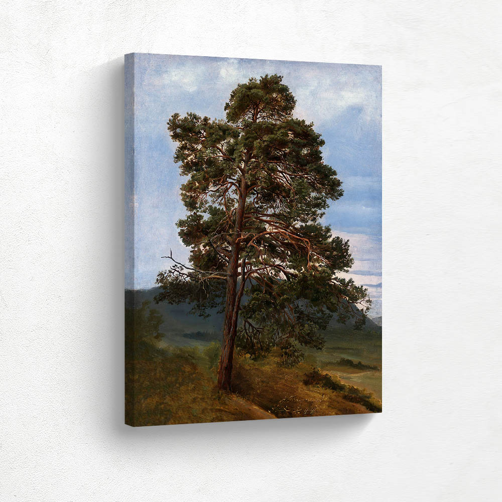 Study of a Pine Tree