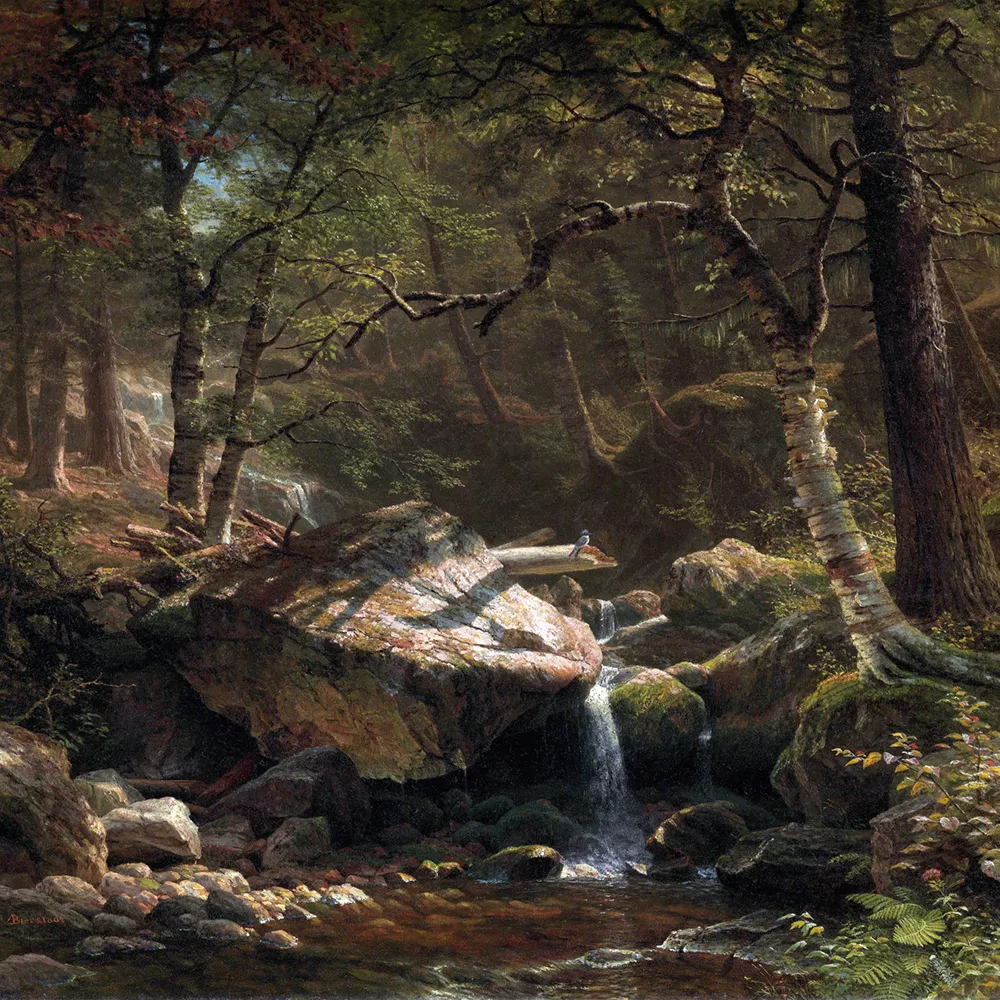 Forest landscape with a rocky stream and small waterfall