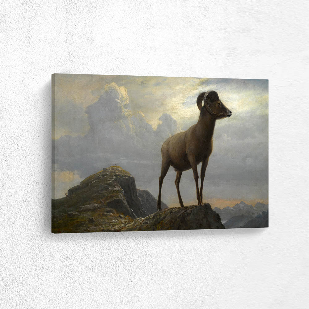 Study Of A Bighorn Ram