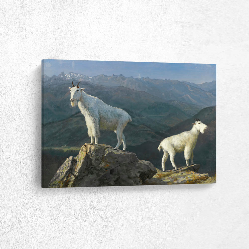Mountain goats