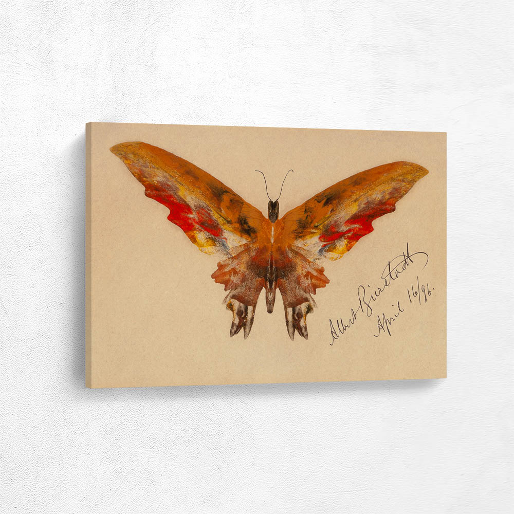 Butterfly 