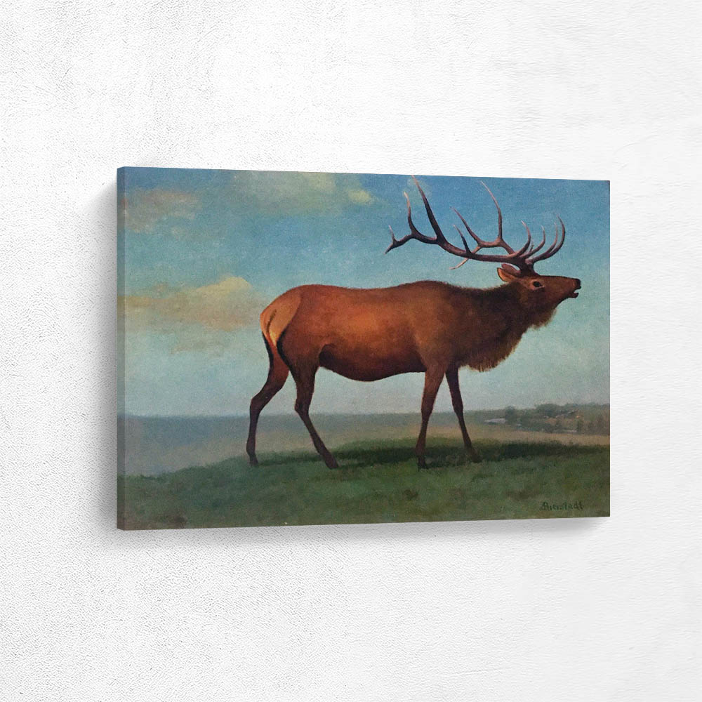 Elk