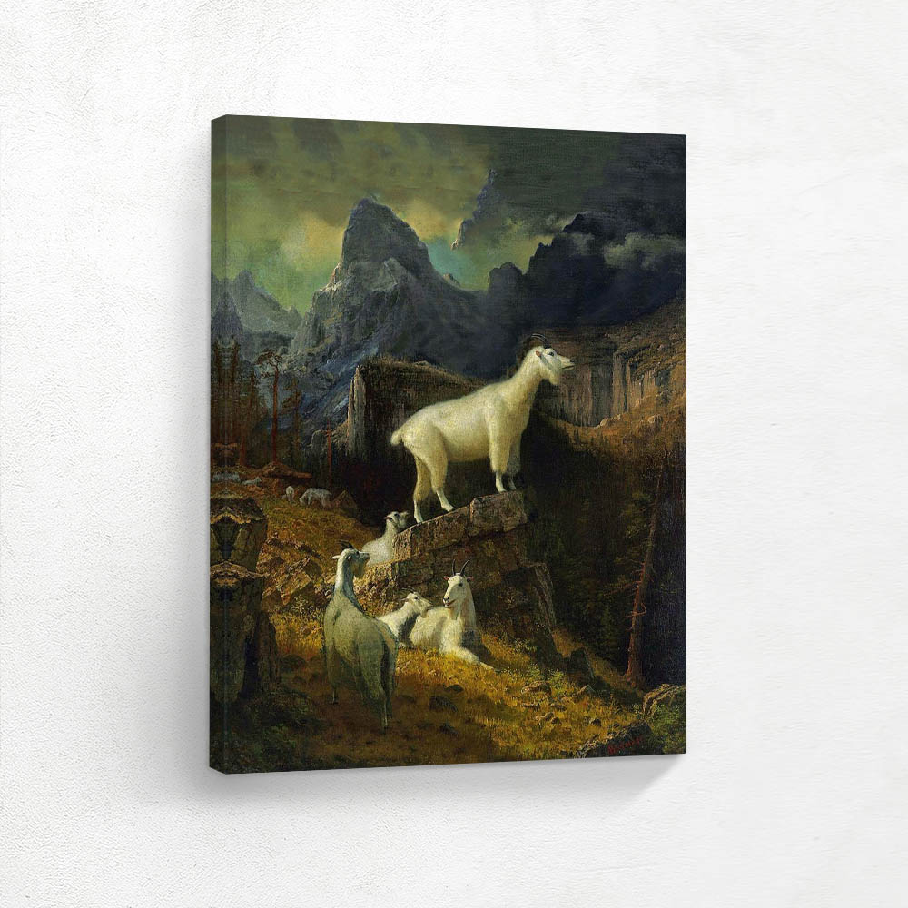 Rocky Mountain Goats