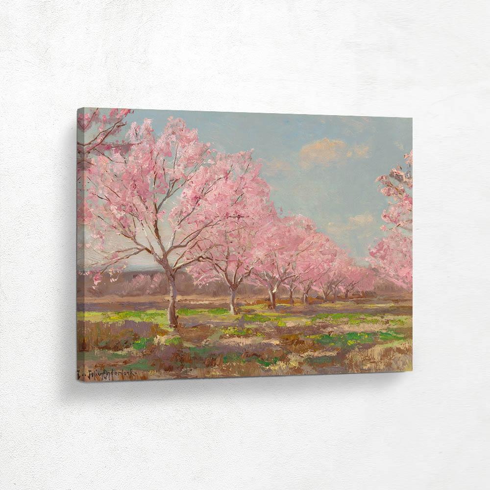 Peach Orchard in Bloom