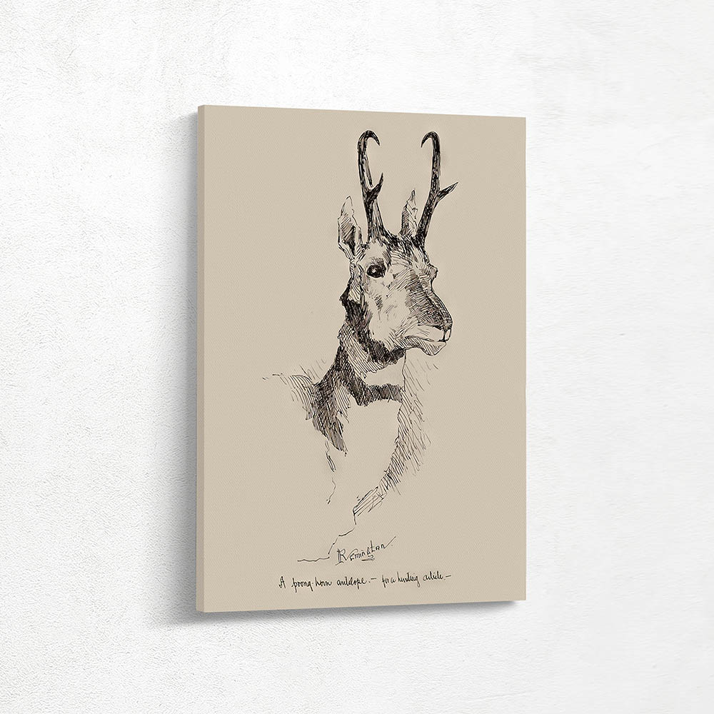 A Pronghorn Antelope 