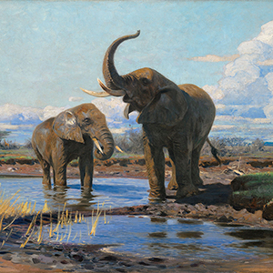 Elephants