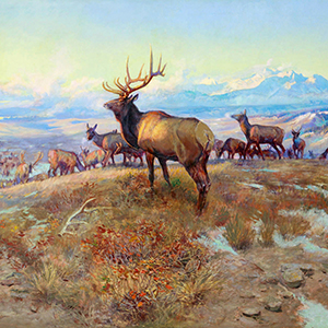 Elk