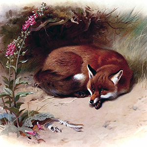 Fox