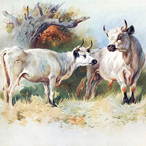 Cows and Cattle